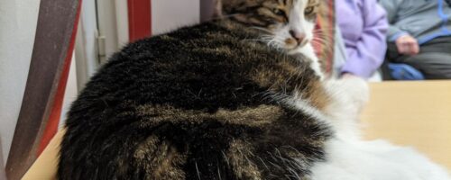 PXL_20260205_154245843.MP PXL_20260205_154245843.MP